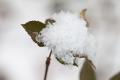 IMG_7610 big snow crystals on leaf